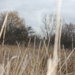 Farm Land Prices up in 2012